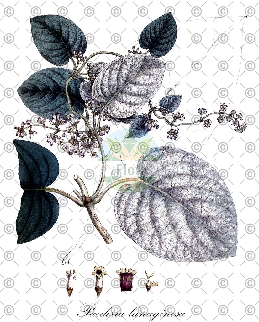 HistAbb_wfo-0000480634_1_ENZY_Simple | Historische Abbildung von Paederia lanuginosa - Rubiaceae | Historical Illustration of Paederia lanuginosa - Rubiaceae