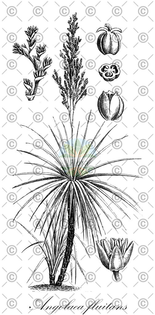 HistAbb_wfo-0000536542_207_ENZY_Simple | Historische Abbildung von Angolaea fluitans - Podostemaceae | Historical Illustration of Angolaea fluitans - Podostemaceae
