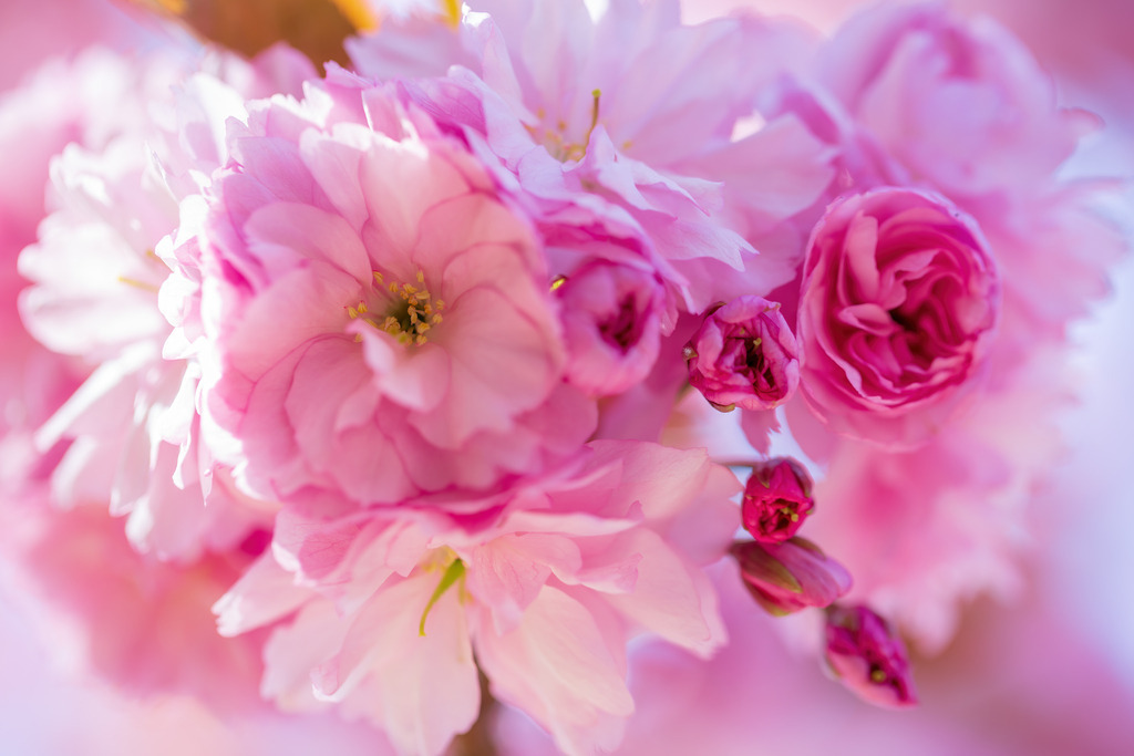 Wandbild - Rosa Blütentraum | Dieses Wandbild fängt die Schönheit des Frühlings mit einer Nahaufnahme von zarten rosa Blüten ein. Die Blütenblätter, die sich sanft öffnen, zeigen eine Vielfalt an Rosatönen, die von zartem Pastell bis zu kräftigem Pink reichen. Der unscharfe Hintergrund hebt die Details der Blüten hervor und erzeugt eine beruhigende, verträumte Atmosphäre. Dieses Bild bringt die Frische und Lebendigkeit des Frühlings in jeden Raum und lädt zum Träumen ein.