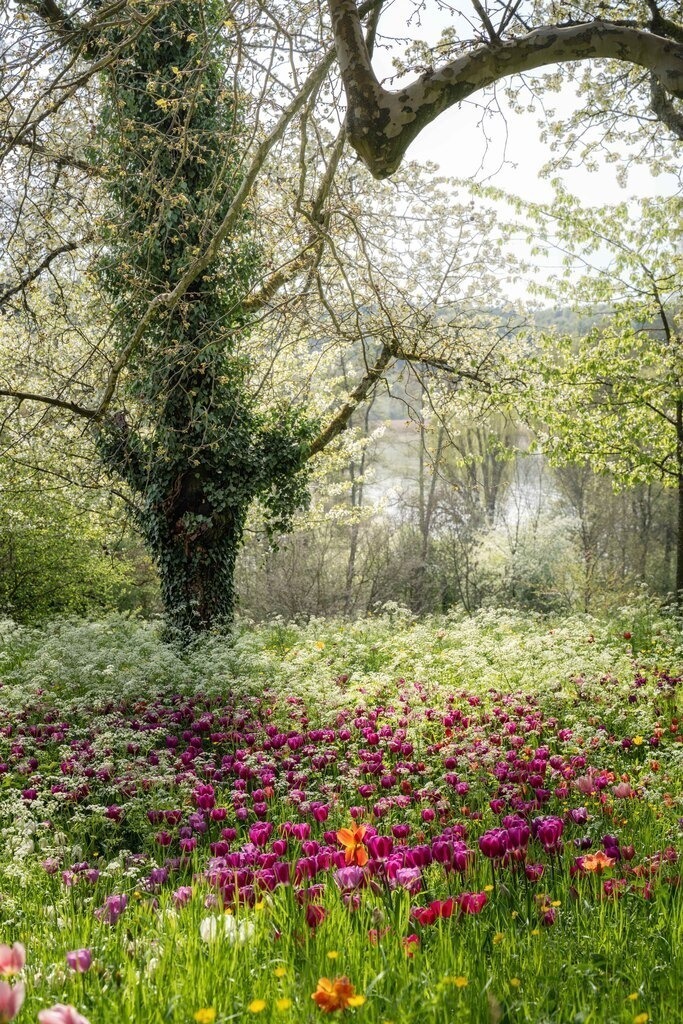 Tulpen 3 | Insel Mainau - Realisiert mit Pictrs.com