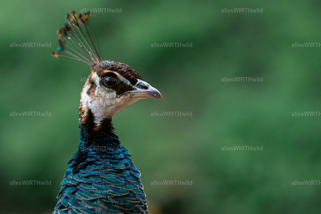 Daniel Wirth - www.allesWIRTHwild.de -DSC03058 | Entdecke die faszinierende Welt der Natur- und Wildlife-Fotografie von Daniel und Bärbel. Inspirierende Bilder von wilden Tieren und kleinen Naturwundern.
