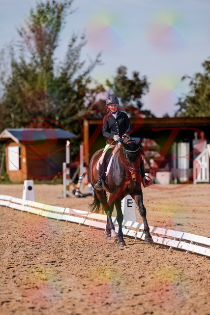 2026_10_03_Siefer-Hof_133811_Z81_94721613 | Professionelle Reitsport-, Turnier- und Eventfotografie von Robert Broda. Galerien mit ausgewählten und bearbeiteten Bildern direkt online ansehen und bestellen.