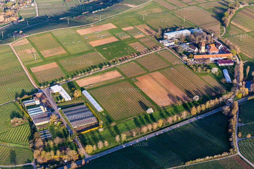 Luftbild: Gebäudekomplex des Julius Kühn-Institut Rebforschungsanstalt Geilweilerhof mit blühenden Mandelbäumen. in Siebeldingen im Bundesland Rheinland-Pfalz in Deutschland. Foto: IMG_126273.jpg vom 04.04.2021 durch Werner Riehm/FLY-FOTO.de