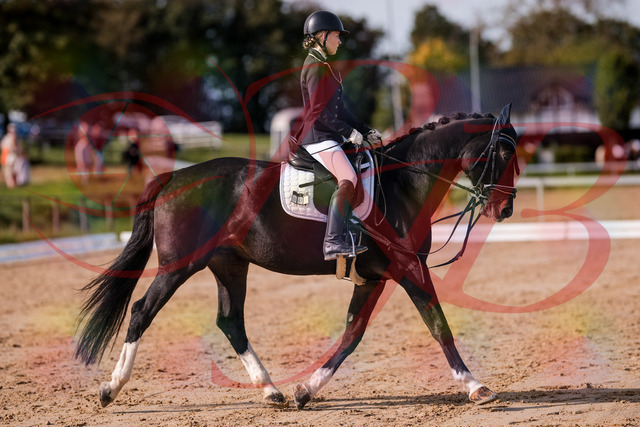 2026_10_03_Siefer-Hof_121429_Z81_16723813 | Professionelle Reitsport-, Turnier- und Eventfotografie von Robert Broda. Galerien mit ausgewählten und bearbeiteten Bildern direkt online ansehen und bestellen.