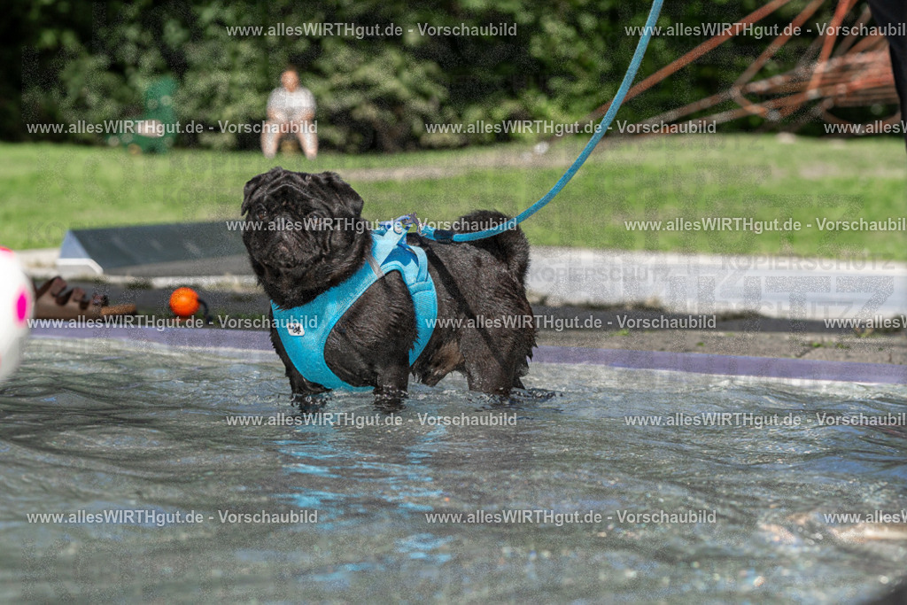 Hundeschwimmen_Volksbad_2026-allesWIRTHgut_Tierfotografie-2609061412-FAY06925 | Professionelle Tierfotografie in Mönchengladbach von Daniel Wirth (allesWIRTHgut). Liebevolle & natürliche Bilder von Hunden & Katzen für unvergessliche Erinnerungen.