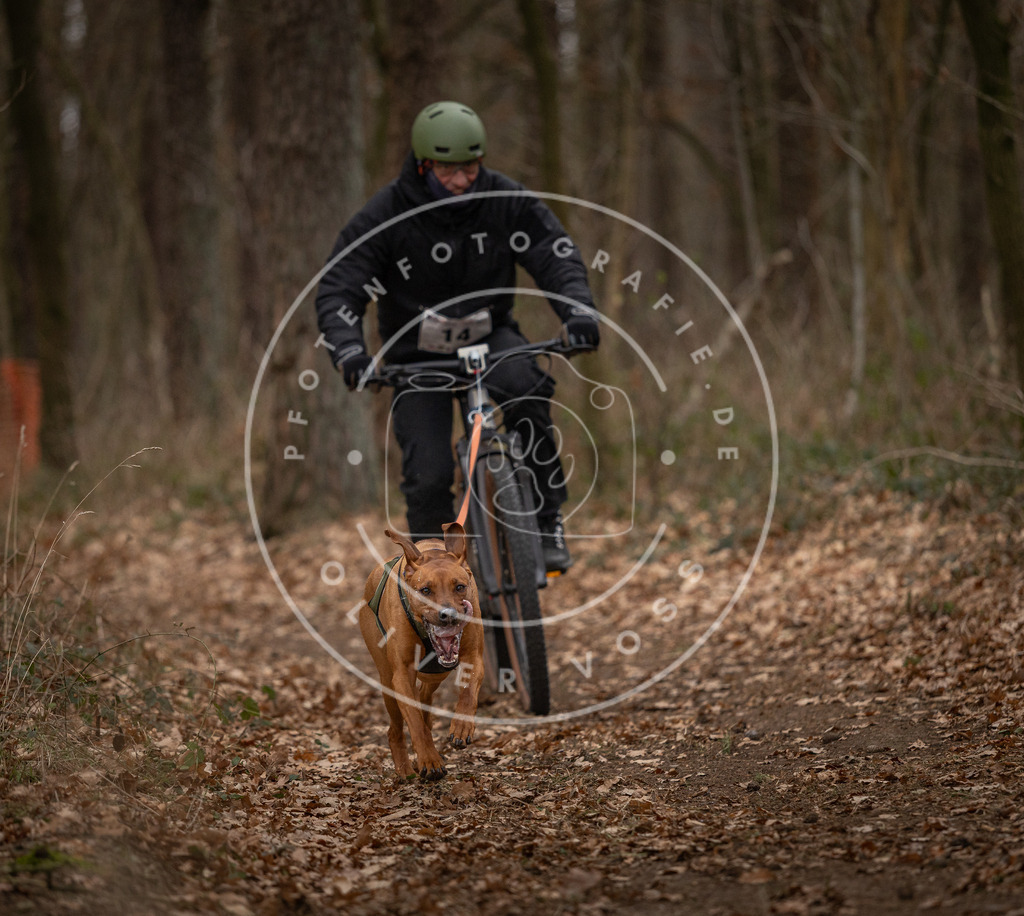 Pfotenfotografie_DV3A7039 | Hundefotografie, Tierfotograf, Pfotenfotografie, Fotoshooting Hund, Hunde Portrait, Hundesport, Hundeportraits, Heideshooting, Hunde, Sportfotograf, Hundefotograf, Turnierhundsport, THS,  - Realisiert mit Pictrs.com