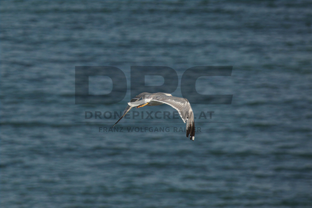 Yellow-legged Gull (Larus michahellis) | Yellow-legged Gull (Larus michahellis), a large gull species commonly found along Mediterranean coasts, rocky shorelines, harbours and coastal areas. - Realisiert mit Pictrs.com