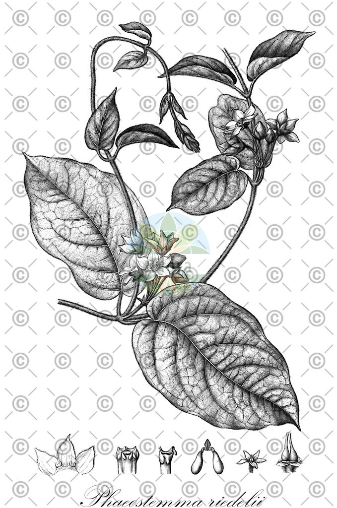 HistAbb_EMP_7530153_1_SIMPLE | Historische Abbildung von Phaeostemma riedelii - Apocynaceae | Historical Illustration of Phaeostemma riedelii - Apocynaceae