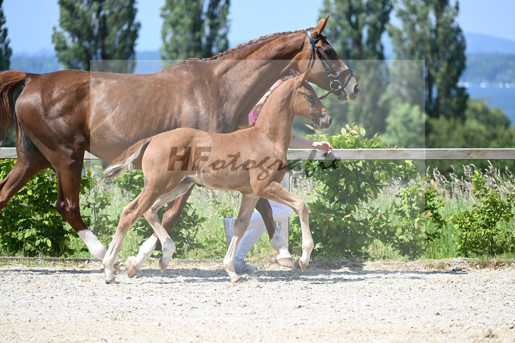 Kat-Nr. 8 HF DSP Feliciano_Niedermair_15230170 | hf-fotografie - Realizzato con Pictrs.com