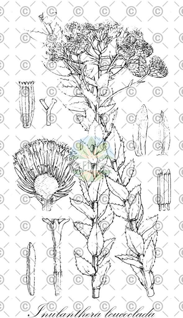 HistAbb_wfo-0001021907_1_ENZY_Simple | Historische Abbildung von Inulanthera leucoclada - Asteraceae | Historical Illustration of Inulanthera leucoclada - Asteraceae