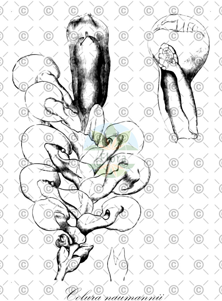 HistAbb_wfo-1000014014_1_ENZY_Simple | Historische Abbildung von Colura naumannii - Lejeuneaceae | Historical Illustration of Colura naumannii - Lejeuneaceae