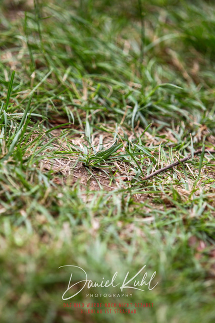 DKP40449 | Turniersportfotografie; Pferdefotografie; Dressurfotografie