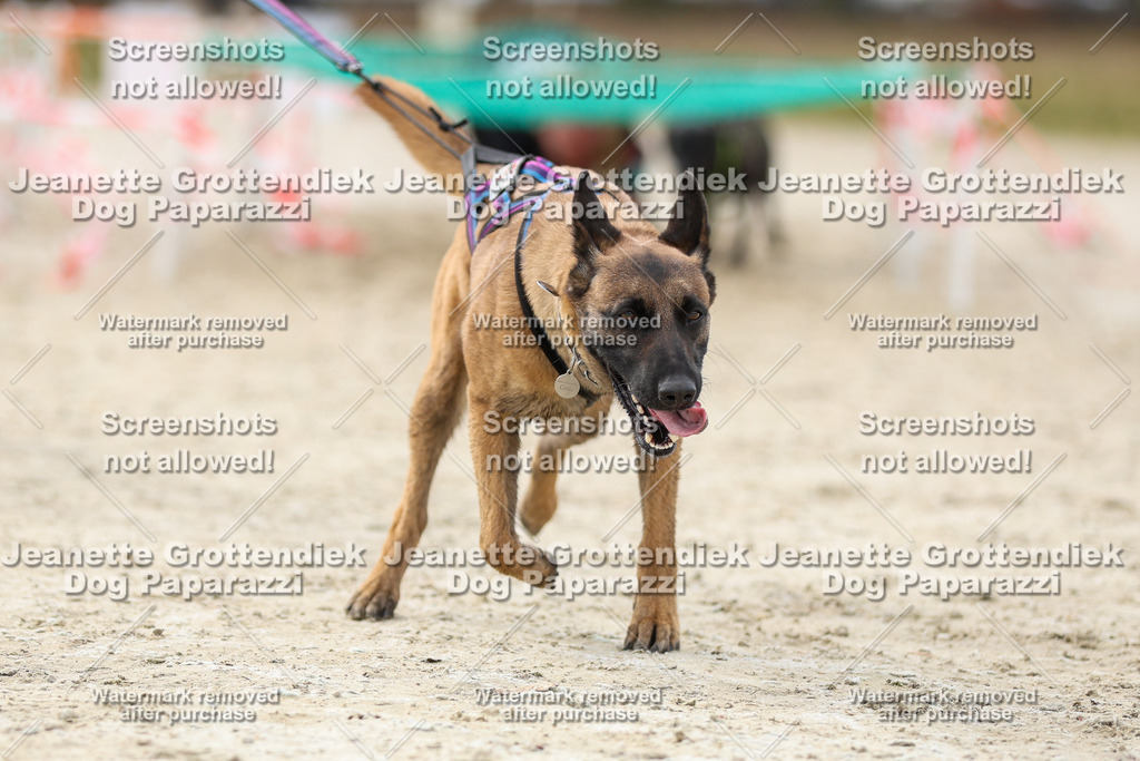 Dog Paparazzi - Strongdog North Mrz26-5652 | Dog Paparazzi Jeanette Grottendiek Fotografie & Videografie - Realisiert mit Pictrs.com