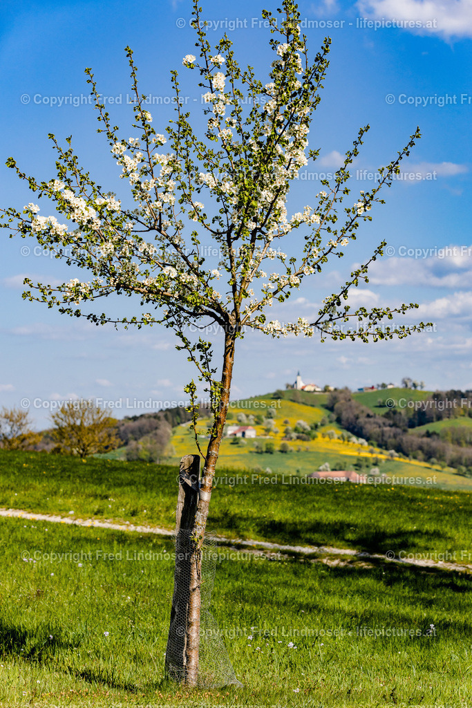 Mostviertel Birnenbluete-6958 | Fotos und Fotoprodukte - Realisiert mit Pictrs.com