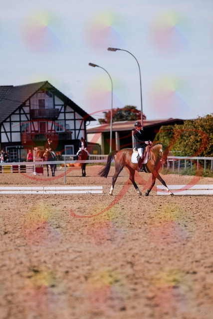 2026_10_03_Siefer-Hof_131909_Z81_67978938 | Professionelle Reitsport-, Turnier- und Eventfotografie von Robert Broda. Galerien mit ausgewählten und bearbeiteten Bildern direkt online ansehen und bestellen.