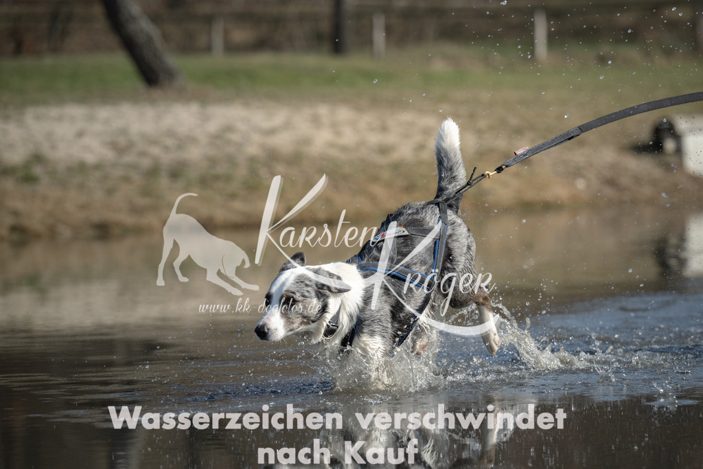 1312_ZZ95204 | kk-dogfotos