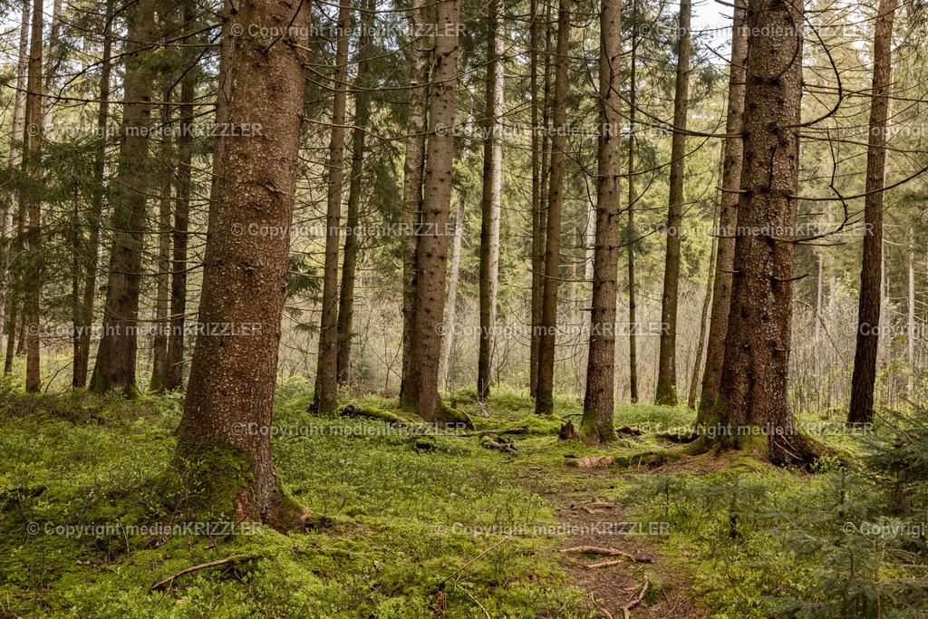 Schönramer Filz | medienkrizzler - Realisiert mit Pictrs.com