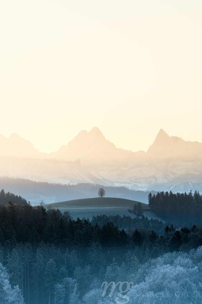 silhouette of a lonely tilia tree on a Emmental hill in front of the magic Schreckhorn | Die ideale Geschenkidee für Naturliebhaber. Naturbilder von Marcel Gross Photography für ihr Zuhause in den verschiedensten Formaten und Materialien. - Realisiert mit Pictrs.com