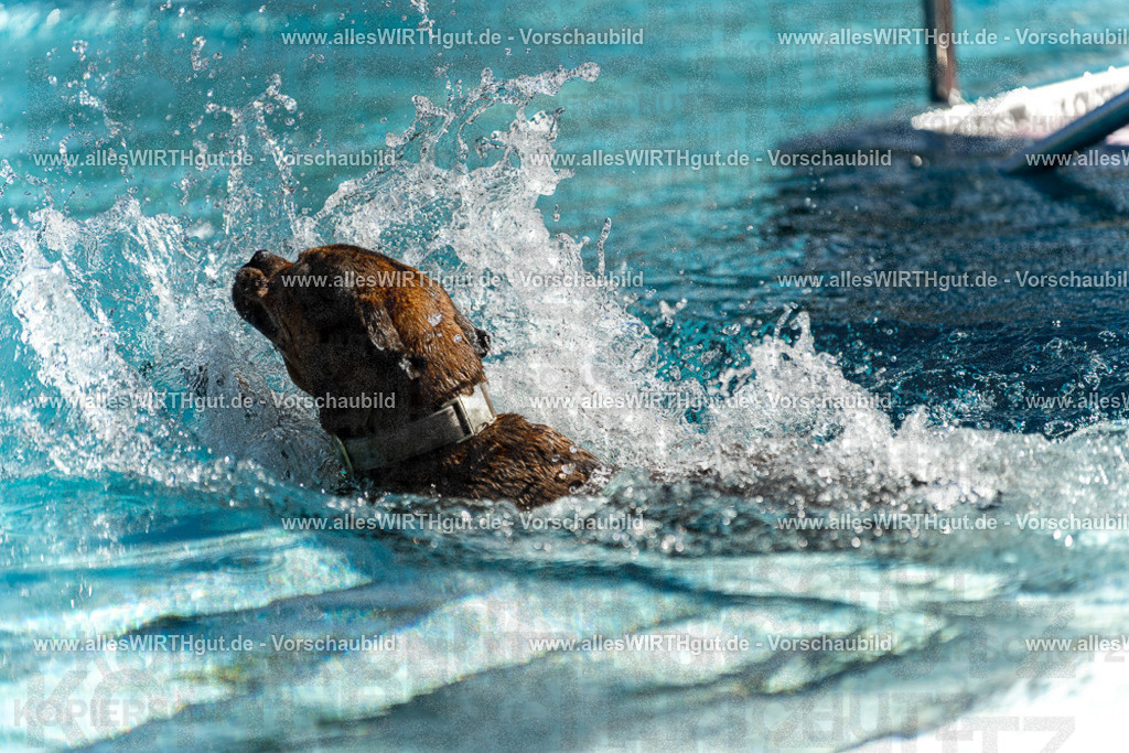 Hundeschwimmen_Volksbad_2026-allesWIRTHgut_Tierfotografie-2609061123-103347-7R509601 | Professionelle Tierfotografie in Mönchengladbach von Daniel Wirth (allesWIRTHgut). Liebevolle & natürliche Bilder von Hunden & Katzen für unvergessliche Erinnerungen.