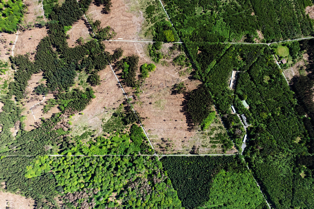 dr__0052936.jpg | RANSBACH-BAUMBACH 07.05.2020 Durch Rodung kahle Waldfläche in einem Waldgebiet - Forstgelände in Wittgert im Bundesland Rheinland-Pfalz, Deutschland. // Bald area of a cleared forest in Wittgert in the state Rhineland-Palatinate, Germany. Foto: Daniel Reiter