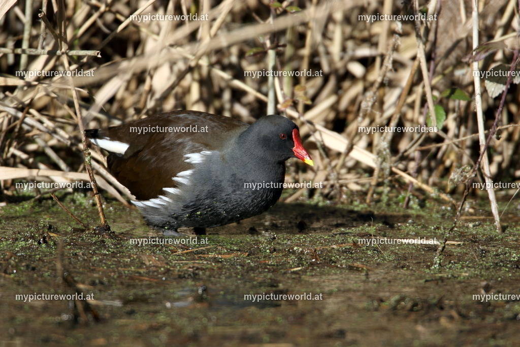 Teichhuhn-049 | Das Bilderarchiv über Tiere, Planzen und Landschaften. In der Bilddatenbank finden Sie ein große Auswahl an hochwertigen Bilder für Ihre Werbung - Realisiert mit Pictrs.com