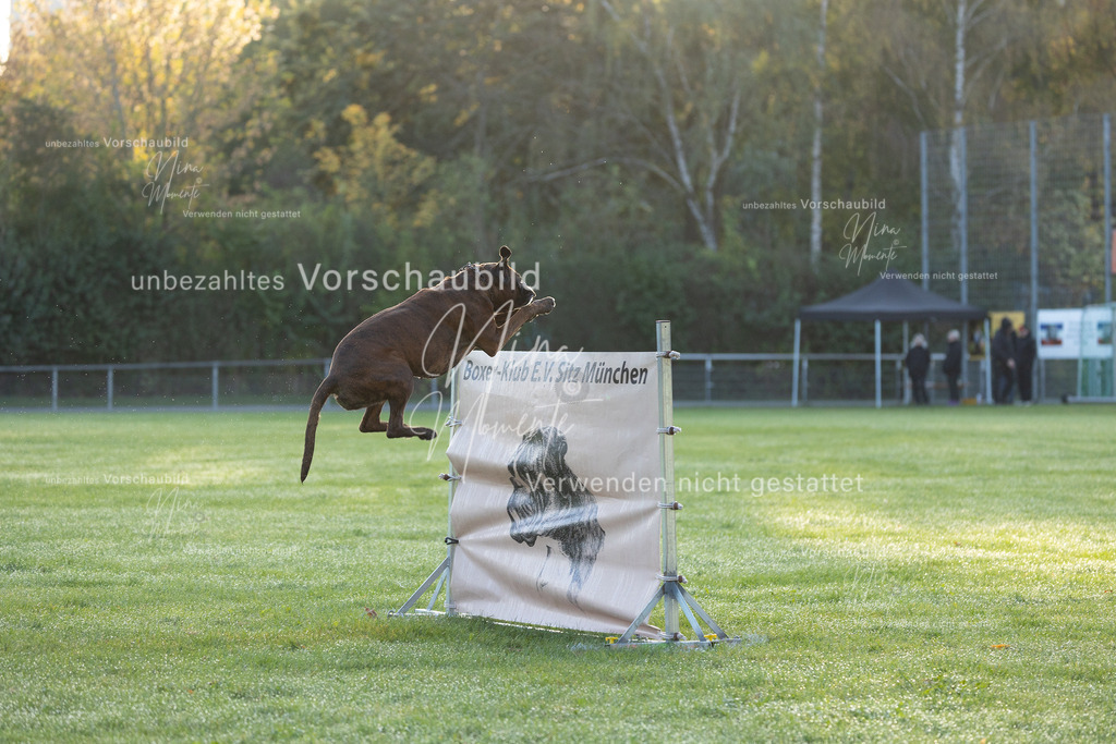 _16A6013 | Einzigartige Fotos von Hunden & Menschen –Actionfotos, Portraits, Vereinsaufnahmen & Paarshootings – authentisch, lebendig & mit Herz.