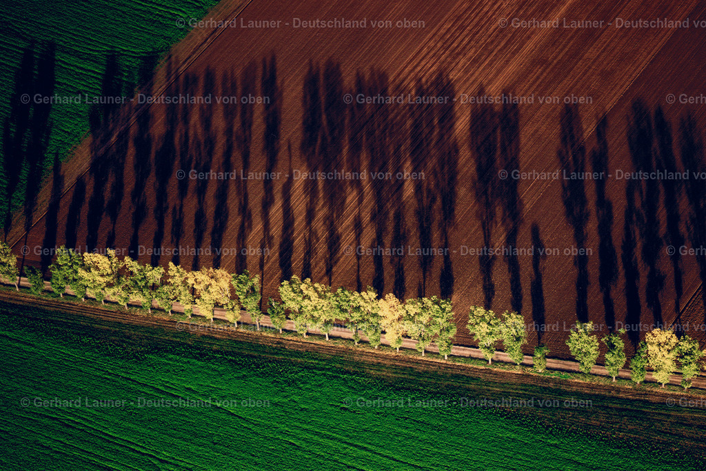 7000088 | Herbstbäume mit Schatten bei Schweinfurt