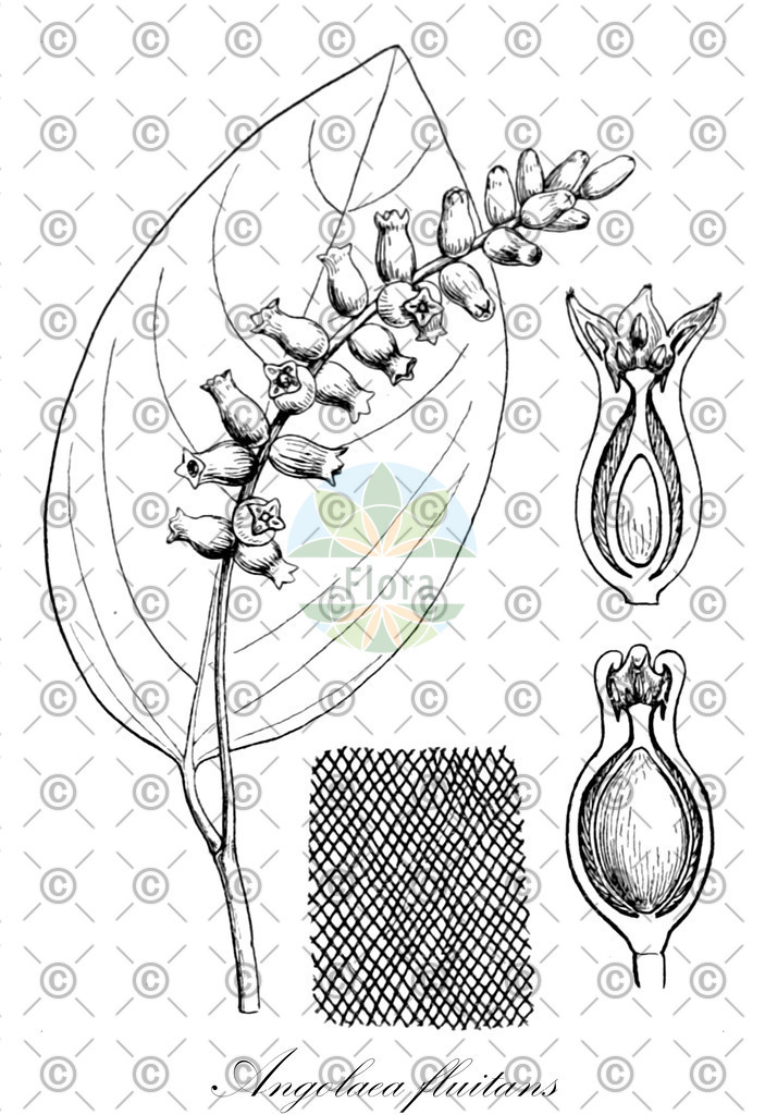 HistAbb_wfo-0000536542_248_ENZY_Simple | Historische Abbildung von Angolaea fluitans - Podostemaceae | Historical Illustration of Angolaea fluitans - Podostemaceae