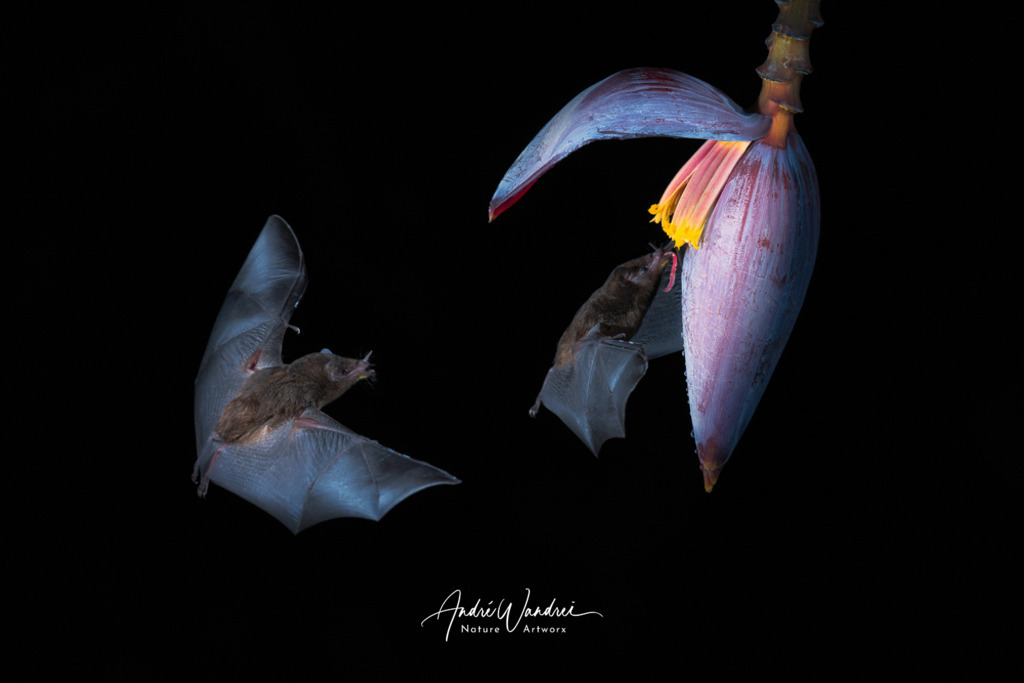 Fledermäuse in der Nacht | Andre Wandrei - Nature Artworx - Realisiert mit Pictrs.com