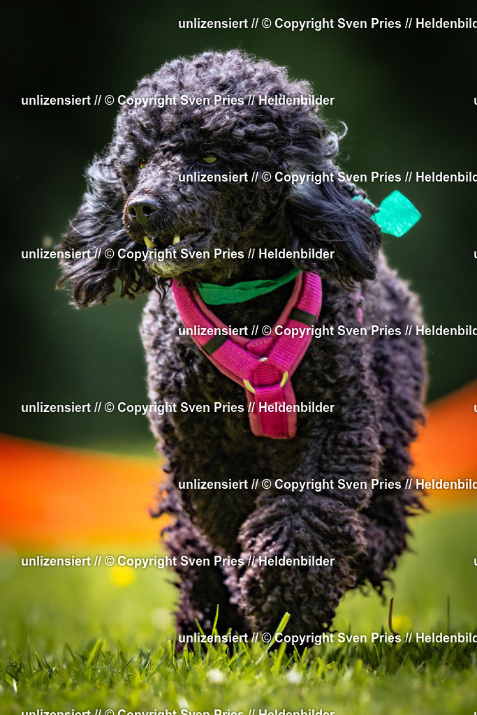 Sven Pries | 2026-05-14 - Hunderennen KA Durlach Vatertag 2026 - Realisiert mit Pictrs.com