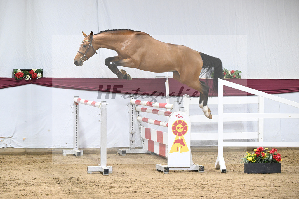 Kat-Nr. 98 Echo van_t Spieveld x Quidam de Revel_Anna-Sophie Kosch_47253191 | hf-fotografie - Realisiert mit Pictrs.com