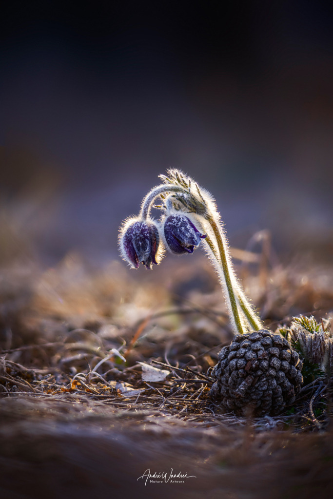 Kuhschelle (2) | Andre Wandrei - Nature Artworx - Realisiert mit Pictrs.com