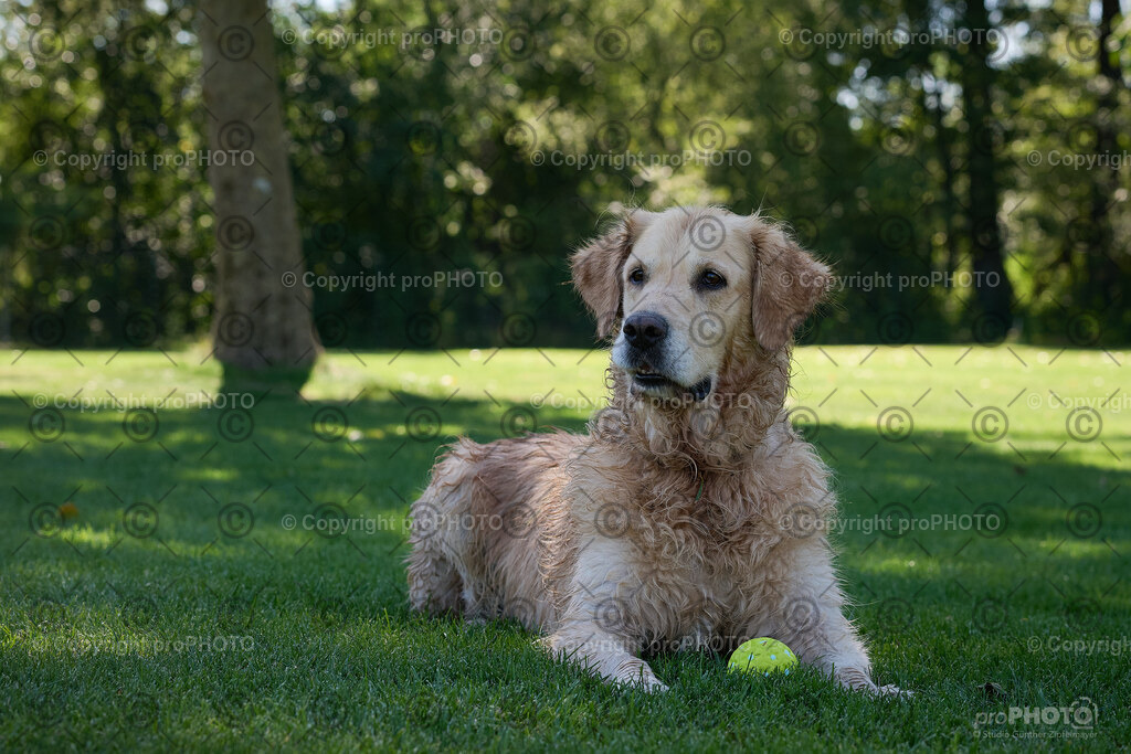 072_202509_4Hundebadetag_NZ9_2330 | proPHOTO - Realisiert mit Pictrs.com