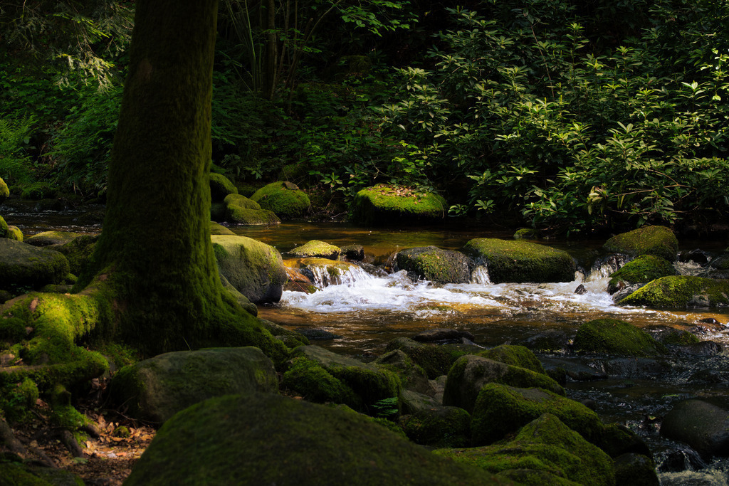 DSCF6145-Bearbeitet2-2 | Tier- & Landschaftsfotografie und Porträtshootings. Entdecke einzigartige Fotokunst als Wandbild, Tasse oder Mauspad – mit Leidenschaft fotografiert - Realisiert mit Pictrs.com