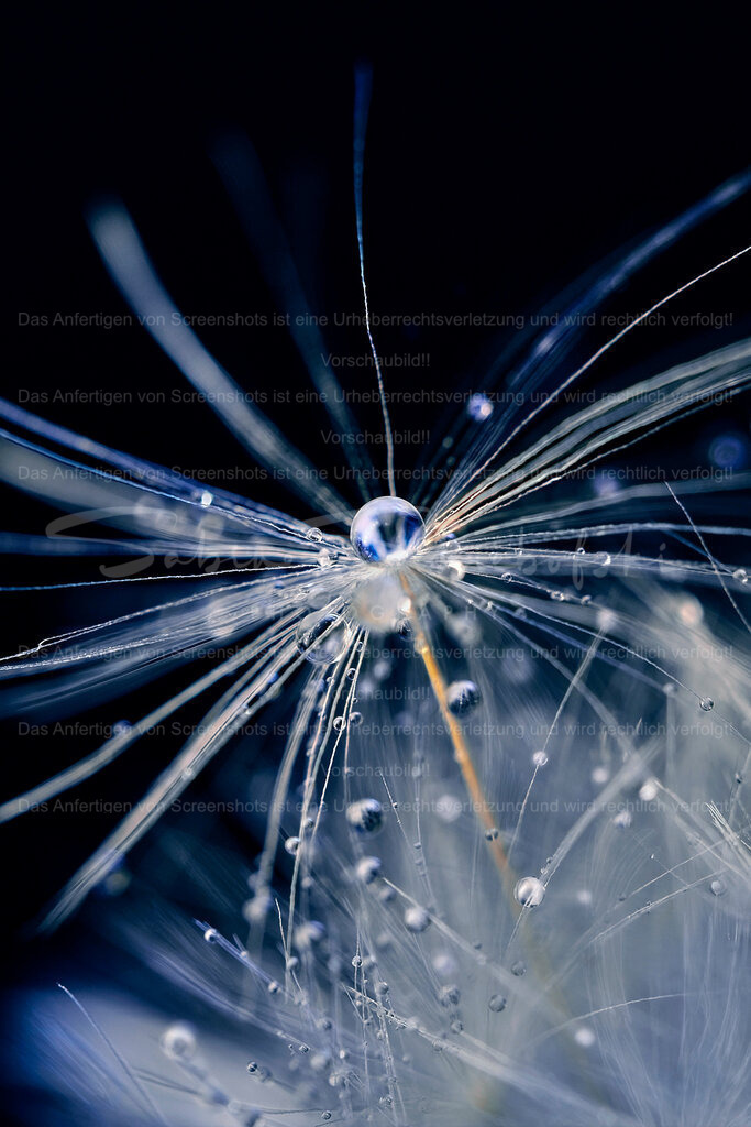 Tropfen_21-04-23 | People- und Tierfotografie, Imageaufnahmen, Veranstaltungsfotografie und Wandbilder aus der Natur ★ Made in Germany ✔️ Druck + Downloads ✔️ Naturfotografie in Top Qualität ★ schneller Versand, weltweite Lieferung! - Realisiert mit Pictrs.com
