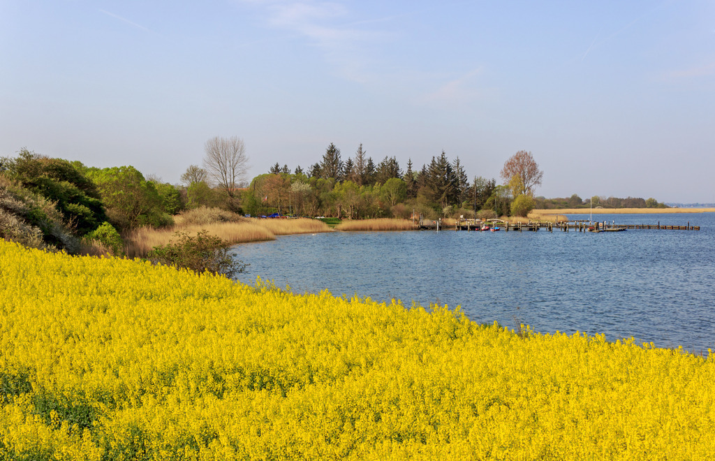 Wandbild: Blühendes Rapsfeld direkt an der Schlei | Dieses Wandbild im Querformat zeigt ein Rapsfeld direkt an der Schlei in Winnemark. In der Ferne sind Bäume sowie ein Bootssteg zu sehen. Der blaue Himmel ist fast wolkenlos.  - Realisiert mit Pictrs.com