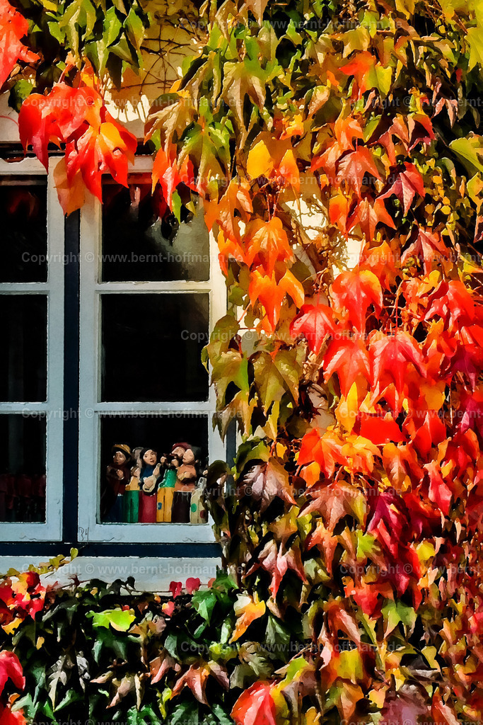 PDM2_SL-Holm_3713_80x120_sig | Digitalkunst. Schleswig, historische Fischersiedlung HOLM. Herbstlich verfärbte Weinblätter umranken ein Sprossenfenster. - Realisiert mit Pictrs.com