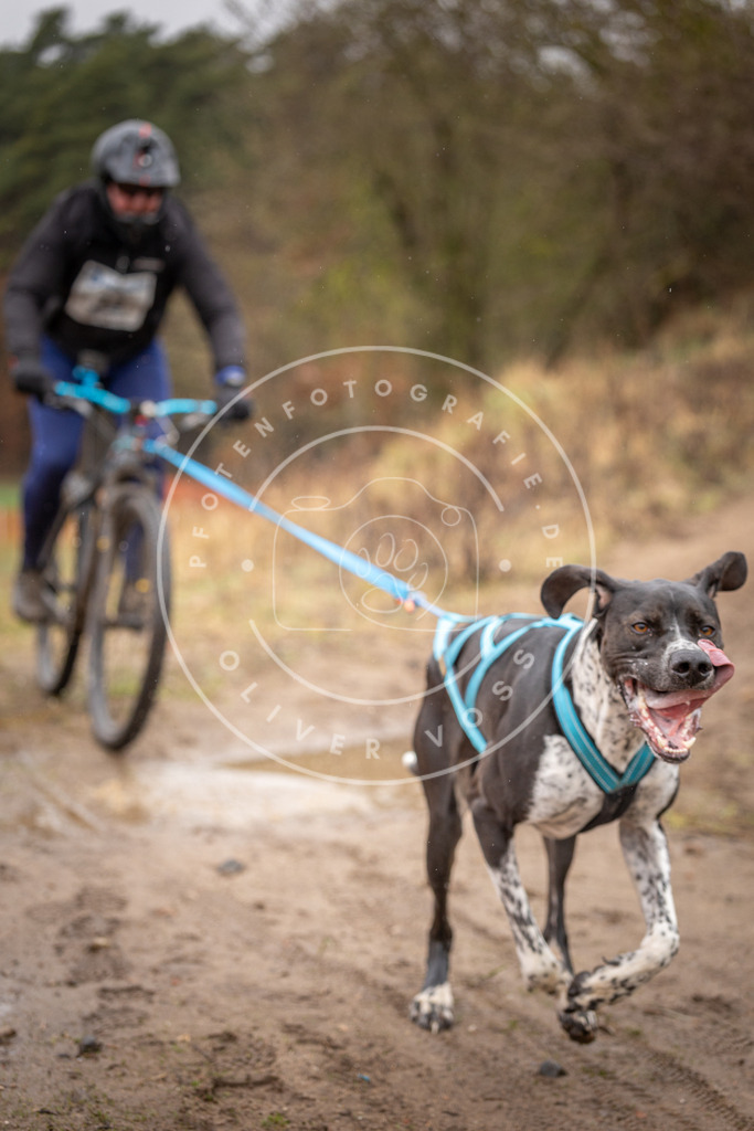 DV3A9122 | Hundefotografie, Tierfotograf, Pfotenfotografie, Fotoshooting Hund, Hunde Portrait, Hundesport, Hundeportraits, Heideshooting, Hunde, Sportfotograf, Hundefotograf, Turnierhundsport, THS,  - Realisiert mit Pictrs.com