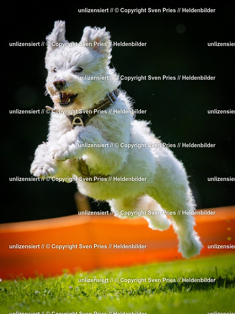 Sven Pries | 2025-08-10 - Hunderennen Durlach - Realisiert mit Pictrs.com