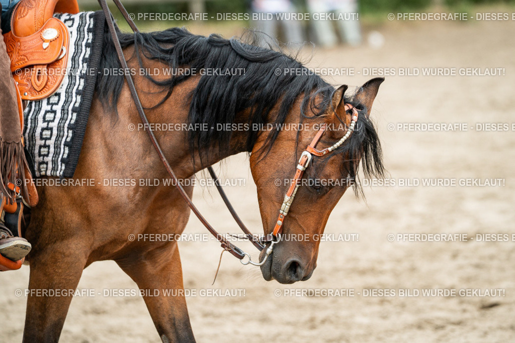 DSC02042 | Pferdegrafie