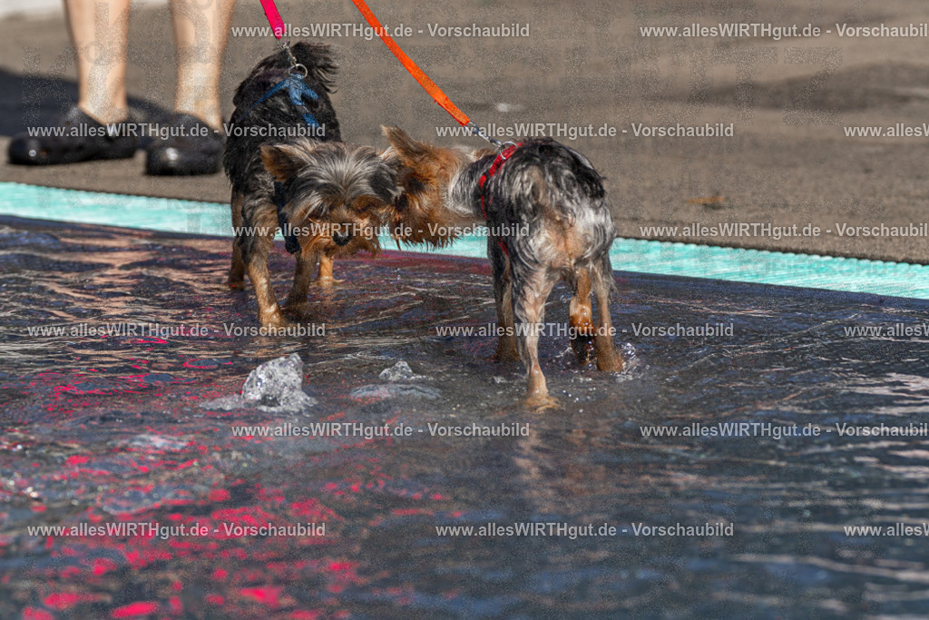 Hundeschwimmen_Volksbad_2026-allesWIRTHgut_Tierfotografie-2609061159-FAY06353 | Professionelle Tierfotografie in Mönchengladbach von Daniel Wirth (allesWIRTHgut). Liebevolle & natürliche Bilder von Hunden & Katzen für unvergessliche Erinnerungen.