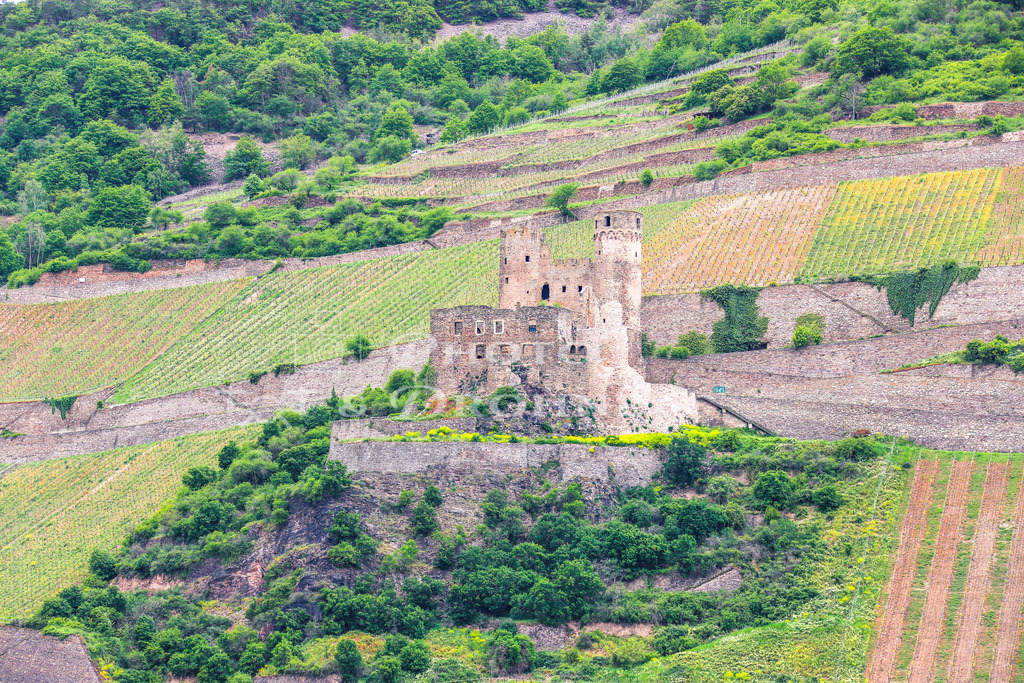 Burg Ehrenfels Ruine-8834 | Ruine einer Burg im Weinberg bei Rüdesheim am Rhein in der Region Oberer Mittelrhein  im Frühjahr in Mitten von Reben - Realisiert mit Pictrs.com