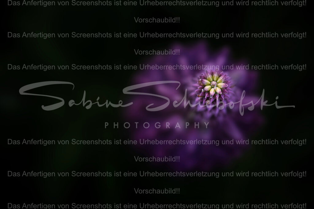 Wandbild Lupinie von oben | People- und Tierfotografie, Imageaufnahmen, Veranstaltungsfotografie und Wandbilder aus der Natur ★ Made in Germany ✔️ Druck + Downloads ✔️ Naturfotografie in Top Qualität ★ schneller Versand, weltweite Lieferung! - Realisiert mit Pictrs.com
