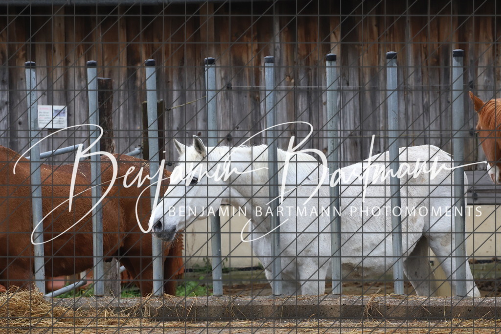 IMG_4343 | Benjamin Bartmann Photomoments