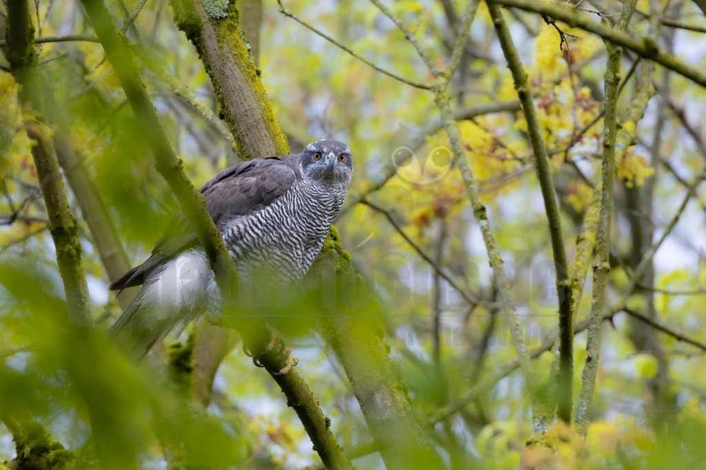 R5M21317_20260328 | Ein Habichtweibchen (Accipiter gentilis) sitzt auf einem dicken, moosbewachsenen Ast und blickt direkt in die Kamera. Ihr Gefieder ist auf der Oberseite dunkelgrau und auf der Unterseite weiß mit feiner, dunkler Querbänderung. Die Augen sind leuchtend orange. Sie ist von unscharfen grünen Blättern und gelb blühenden Ästen umgeben, was auf Frühling hindeutet. Das Licht fällt sanft durch das Blätterdach. - Realisiert mit Pictrs.com
