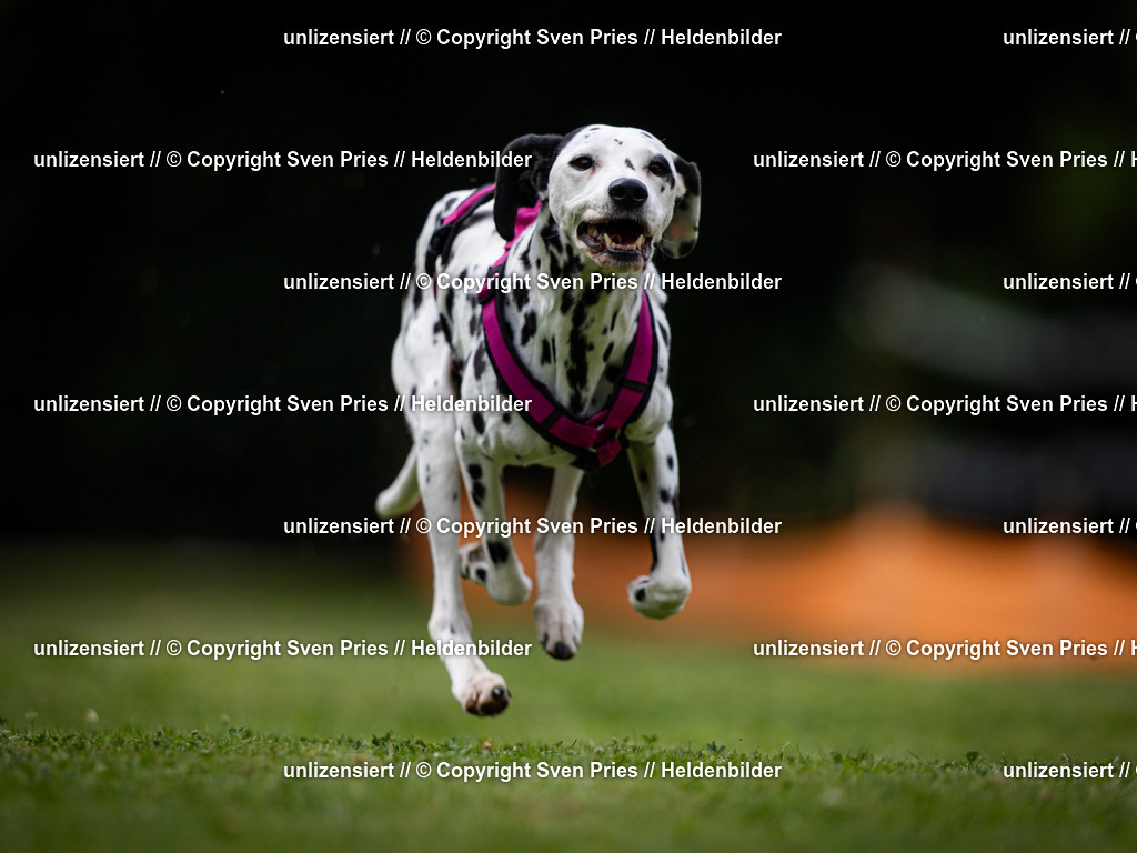 Sven Pries | 19. Allgemeines Hunderennen Karlsruhe Durlach - Realisiert mit Pictrs.com