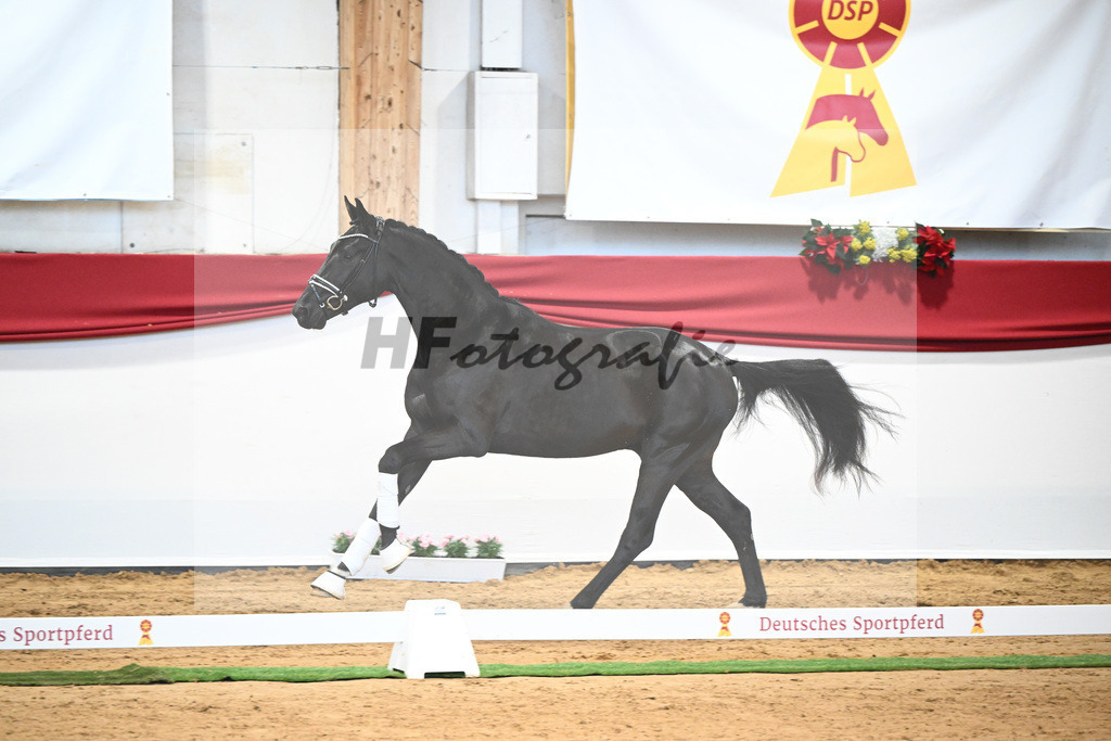Kat-Nr. 3 Bellany x Florestan I_Schulze-Averdiek_43231674 | hf-fotografie - Realisiert mit Pictrs.com