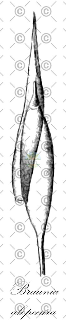 HistAbb_wfo-0001155544_2_ENZY_Simple | Historische Abbildung von Braunia alopecura - Hedwigiaceae | Historical Illustration of Braunia alopecura - Hedwigiaceae