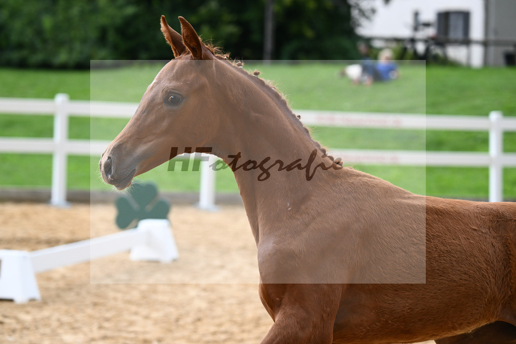 Kat-Nr. 18 Valenziano x Bossanova_HLG Schwaiganger_27140620 | hf-fotografie - Realisiert mit Pictrs.com