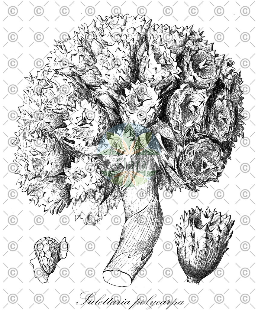 HistAbb_EMP_22290_1_FloraD_Simple | Historische Abbildung von Sulettaria polycarpa - Zingiberaceae | Historical Illustration of Sulettaria polycarpa - Zingiberaceae